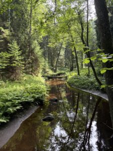wild nature in Lahemaa