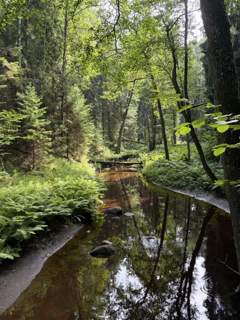 wild nature in Lahemaa